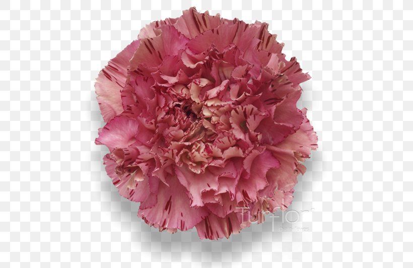 Carnation Pink Purple Lilac Magenta, PNG, 652x532px, Carnation, Burgundy, Cut Flowers, Flower, Gold Download Free