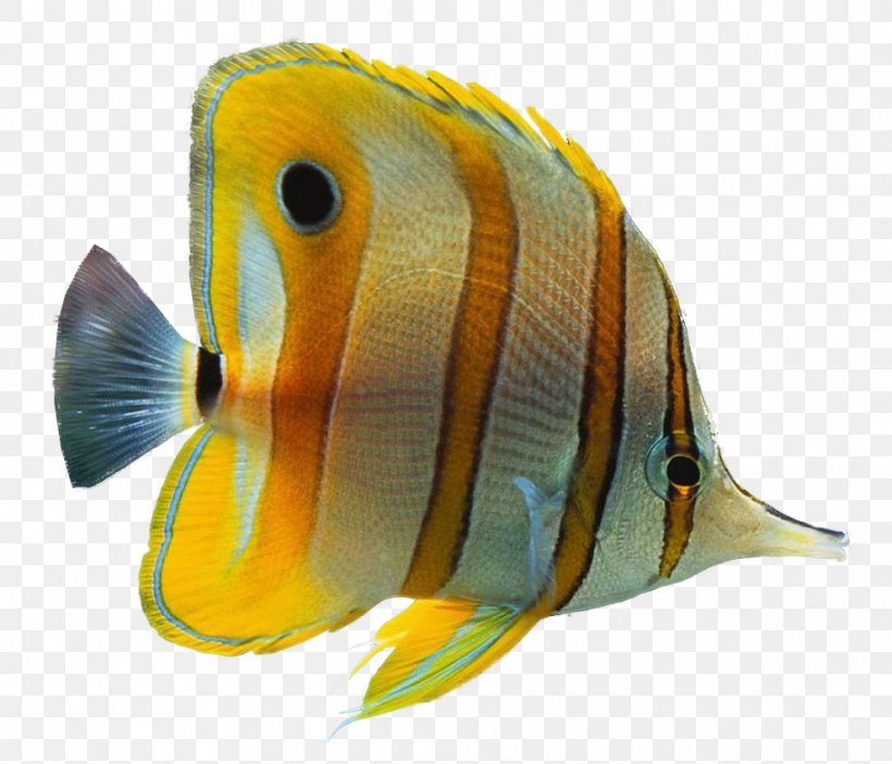 Ornamental Fish Aquarium Clip Art, PNG, 988x848px, Fish, Aquarium, Clownfish, Coral Reef Fish, Fauna Download Free