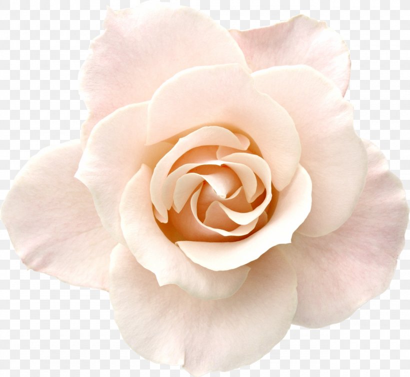Rose Pink White Desktop Wallpaper Stock Photography, PNG, 1280x1180px, Rose, Color, Cut Flowers, Display Resolution, Floribunda Download Free