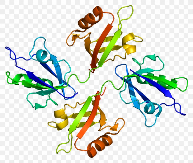 Syntenin-1 TGF Beta 1 SOX4 Protein TGF Beta Receptor, PNG, 952x805px, Watercolor, Cartoon, Flower, Frame, Heart Download Free