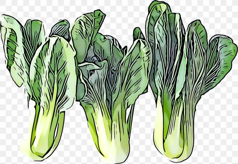 Vegetable Plant Leaf Vegetable Flower Chinese Cabbage, PNG, 899x620px, Vegetable, Chinese Cabbage, Flower, Leaf Vegetable, Plant Download Free