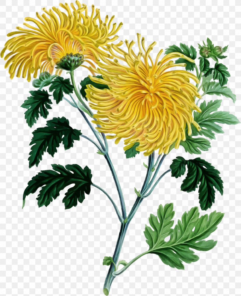 Flower Plant Yellow Tagetes English Marigold, PNG, 1935x2376px, Flower, Annual Plant, Daisy Family, Dandelion, English Marigold Download Free