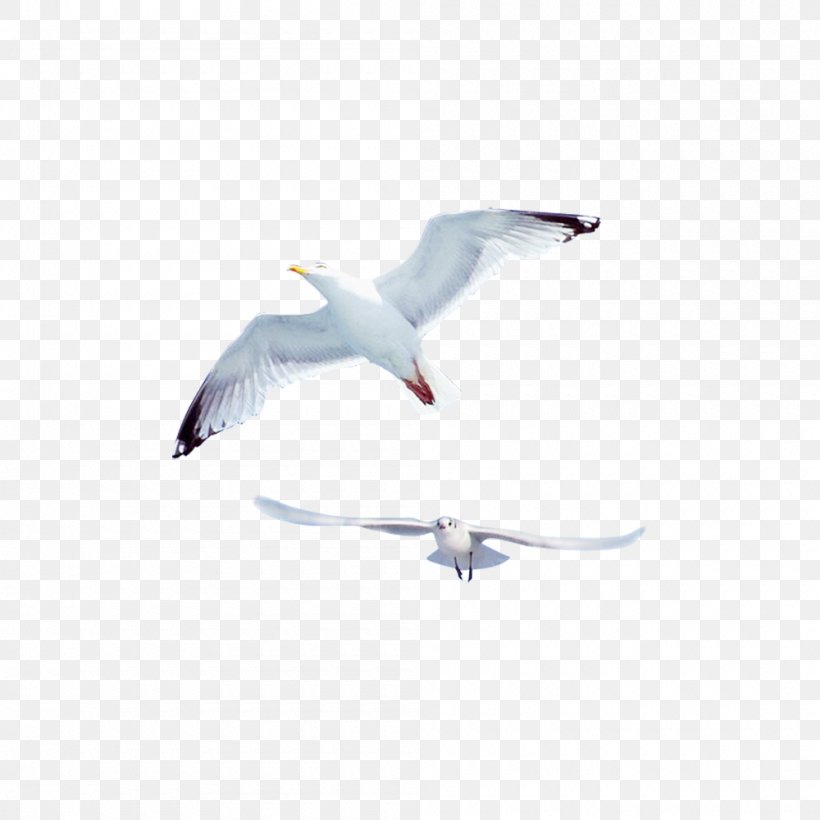 Gulls Bird Common Gull, PNG, 1000x1000px, Gulls, Beak, Bird, Charadriiformes, Common Gull Download Free