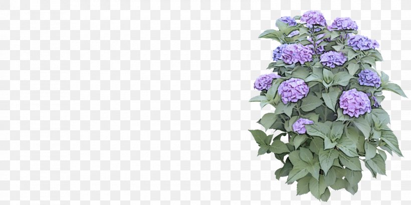 Lavender, PNG, 1600x800px, Flower, Cut Flowers, Hydrangea, Lavender, Lilac Download Free