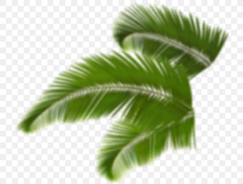 Trees And Leaves Arecaceae Palm Branch Clip Art, PNG, 730x620px, Trees And Leaves, Arecaceae, Arecales, Borassus Flabellifer, Coconut Download Free