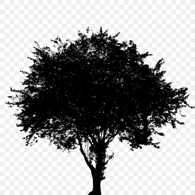 Branch Tree Oak Image Silhouette, PNG, 1024x1024px, Branch, Black, Monochrome, Oak, Photography Download Free