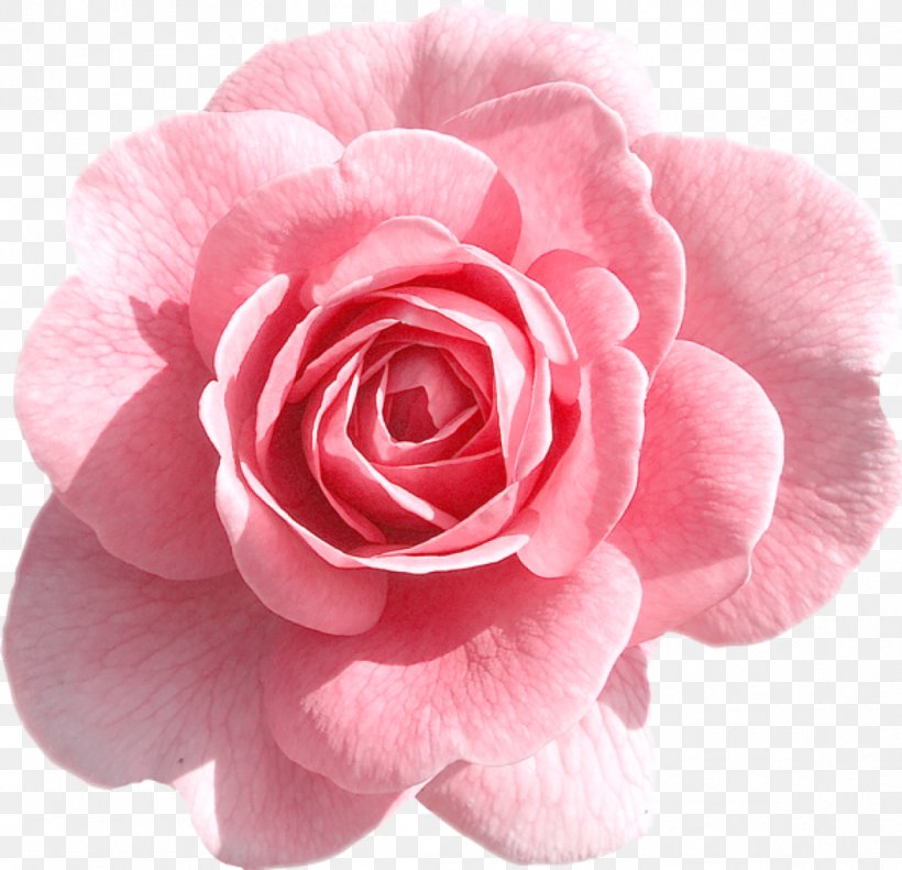 Clip Art Rose Transparency Pink Flowers, PNG, 1061x1024px, Rose, Camellia, China Rose, Cut Flowers, Floribunda Download Free