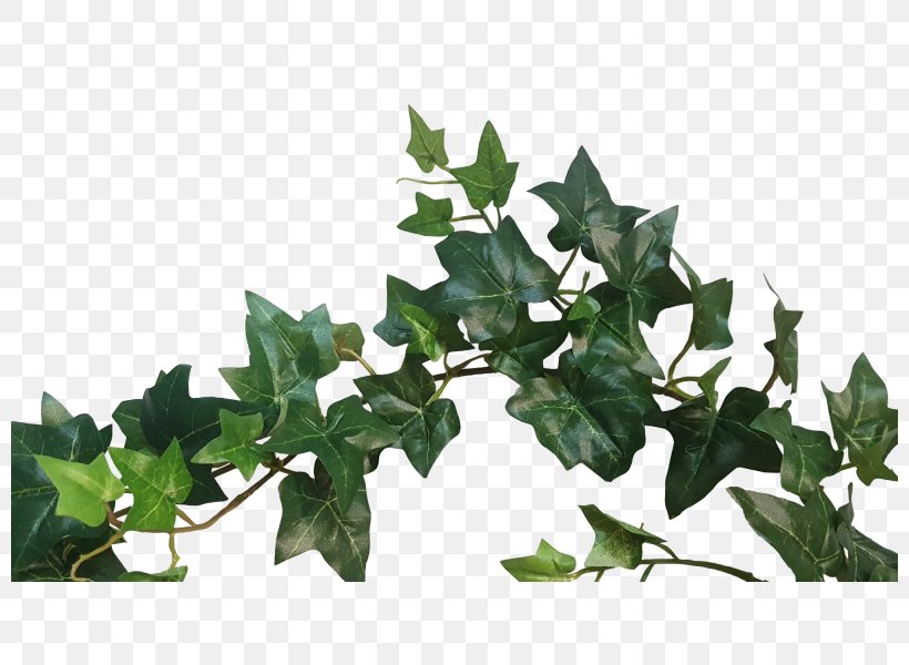 Leaf Branching, PNG, 800x600px, Leaf, Branch, Branching, Ivy, Ivy Family Download Free
