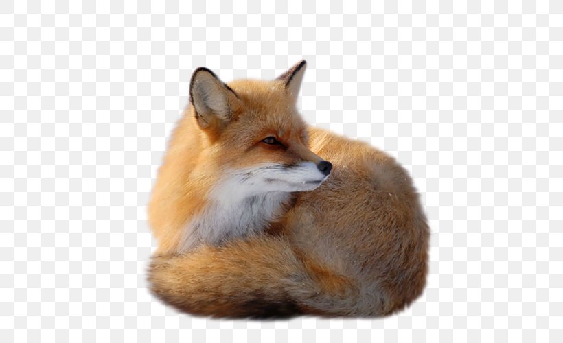 Red Fox Clip Art, PNG, 500x500px, Red Fox, Canidae, Clipping Path, Drawing, Fauna Download Free