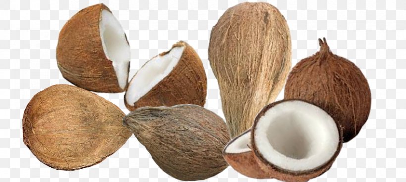 Coconut Copra Areca Nut, PNG, 850x382px, Nut, Areca Nut, Coconut, Copra, Ingredient Download Free