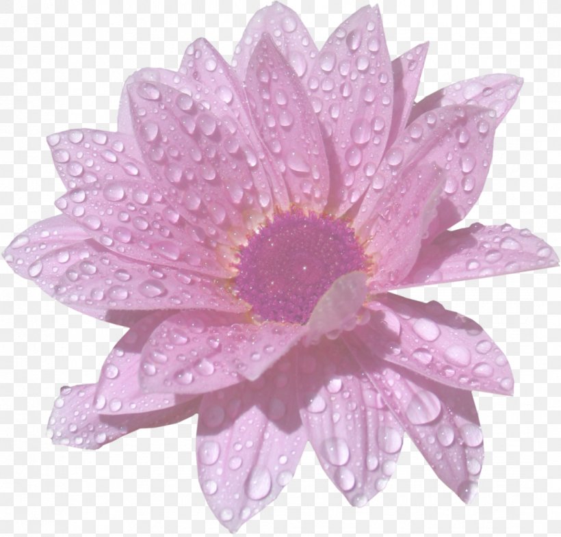 Flower Information Yandex Search Stamen Clip Art, PNG, 1069x1024px, Flower, Author, Blume, Chrysanths, Color Download Free