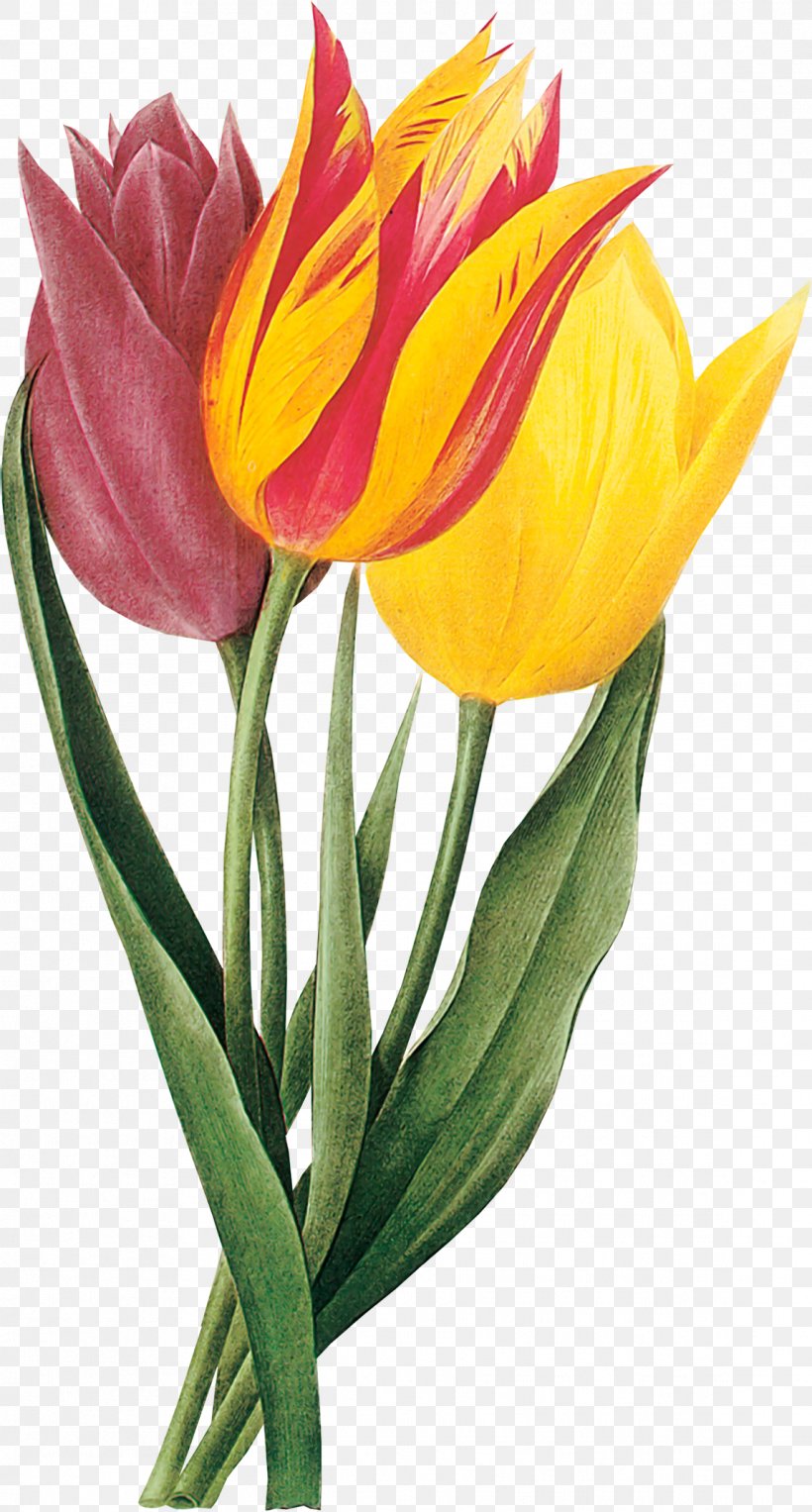 Indira Gandhi Memorial Tulip Garden Drawing Clip Art, PNG, 1142x2127px, Tulip, Art, Botanical Illustration, Cut Flowers, Drawing Download Free