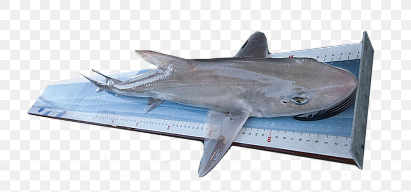 Tiger Shark International Game Fish Association Measurement, PNG, 787x383px, Tiger Shark, Animal, Carcharhiniformes, Cartilaginous Fish, Fauna Download Free