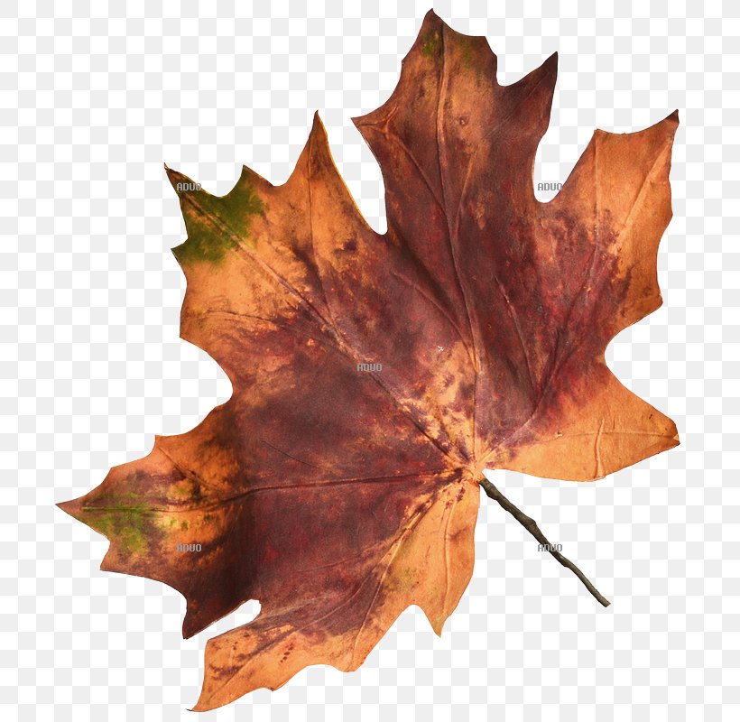 Autumn Leaf Color Maple Leaf, PNG, 800x800px, Leaf, Artificial Flower, Autumn, Autumn Leaf Color, Blume Download Free
