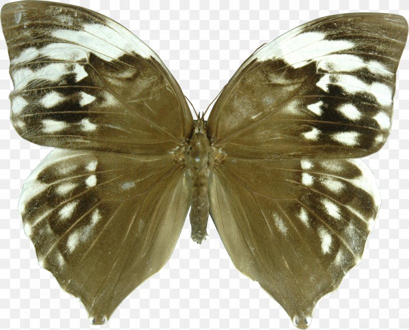Brush-footed Butterflies Butterfly Zeuxidia Amethystus Saturns Zeuxidia Aurelius, PNG, 1010x817px, Watercolor, Cartoon, Flower, Frame, Heart Download Free