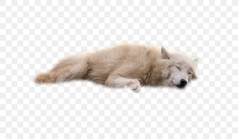 Dog Clip Art Image Desktop Wallpaper, PNG, 640x480px, Dog, Arctic Fox, Black Wolf, Carnivoran, Dog Breed Group Download Free