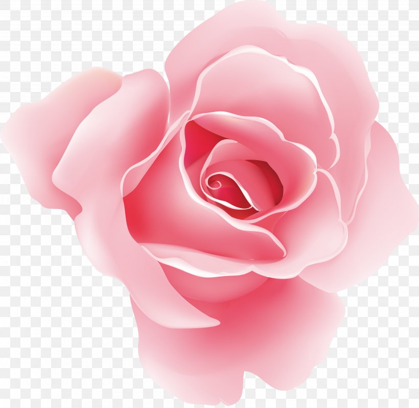 Flower Rose Floral Design Pink, PNG, 3949x3846px, Flower, Blume, Camellia, China Rose, Close Up Download Free