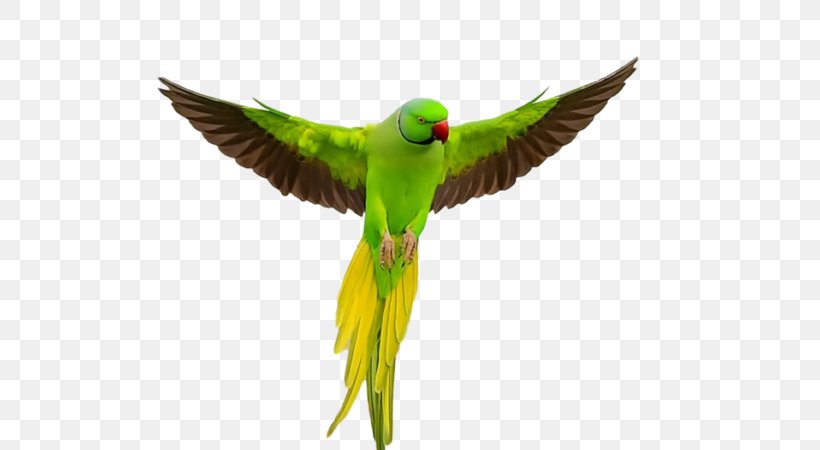 Parrot Lovebird Flight Cockatiel, PNG, 600x450px, Parrot, Beak, Bird, Blueandyellow Macaw, Cockatiel Download Free