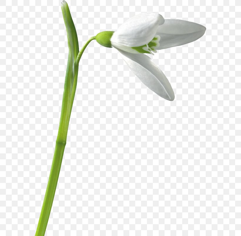 Snowdrop Clip Art, PNG, 584x800px, Snowdrop, Bonjour, Digital Image, Flower, Flowering Plant Download Free