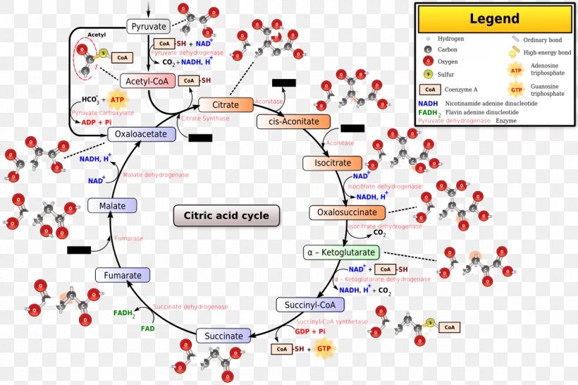 Citric Acid Cycle Acetyl-CoA Coenzyme A Biochemistry, PNG, 1200x800px, Citric Acid Cycle, Acetyl Group, Acetylcoa, Acid, Adenosine Triphosphate Download Free