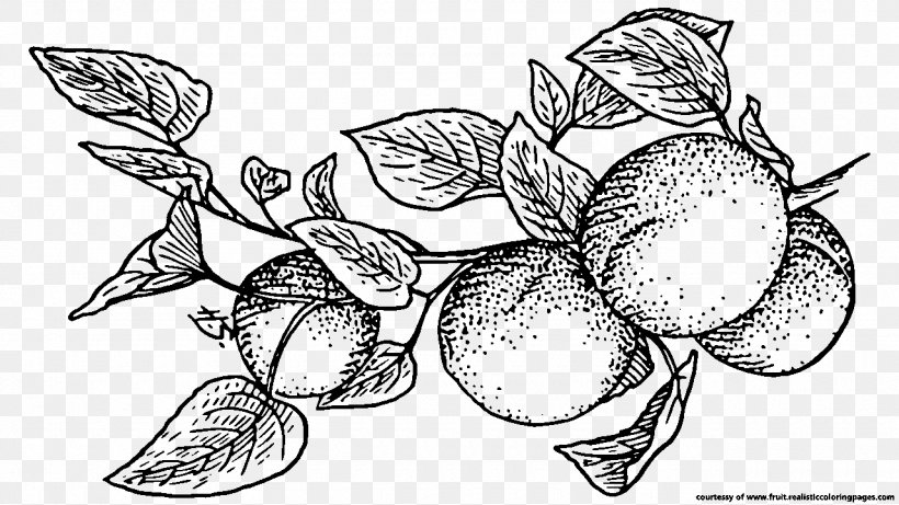 Fruit Apricot Line Art Download Clip Art, PNG, 1280x720px, Fruit, Apricot, Artwork, Berry, Black And White Download Free