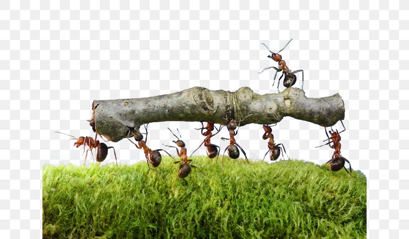 Oecophylla Smaragdina Colony Insect Ants Work Together Pest Control, PNG, 650x479px, Oecophylla Smaragdina, Ant, Antenna, Army Ant, Arthropod Download Free