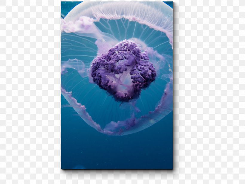 Blue Jellyfish Red Sea Aurelia Aurita, PNG, 1400x1050px, Jellyfish, Aurelia, Aurelia Aurita, Blue Jellyfish, Depositphotos Download Free