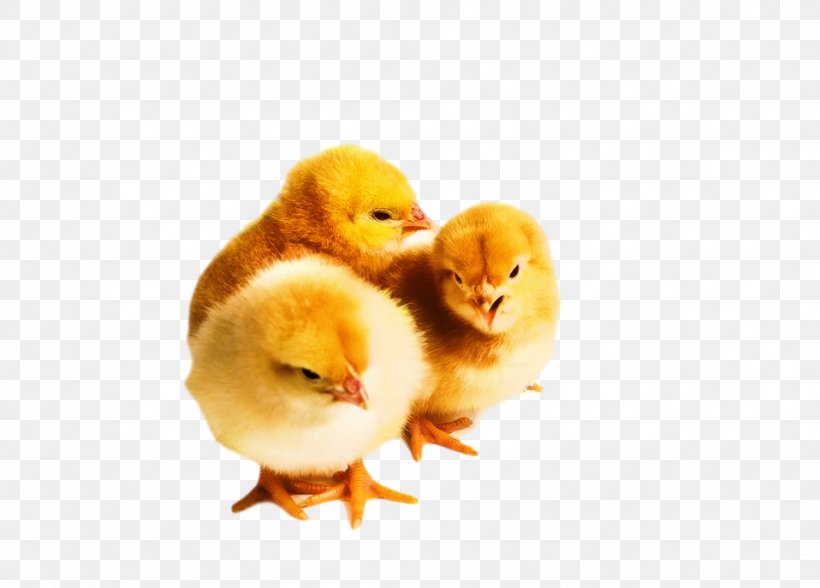 Chicken Rooster North Liverpool Academy Duck Cat, PNG, 958x687px, Chicken, Animal, Animal Welfare, Beak, Bird Download Free