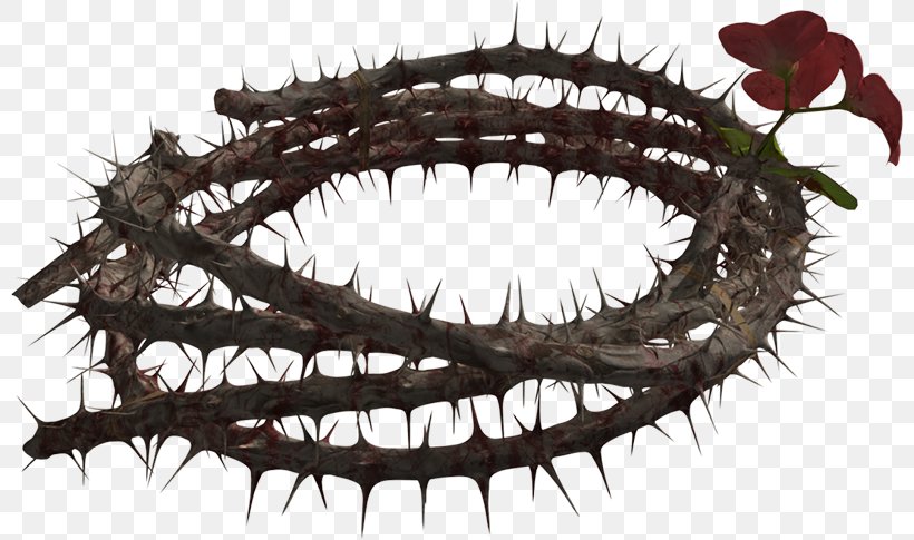 Crown Of Thorns Thorns, Spines, And Prickles, PNG, 800x485px, 3d Computer Graphics, Crown Of Thorns, Autodesk 3ds Max, Blender, Jesus Download Free