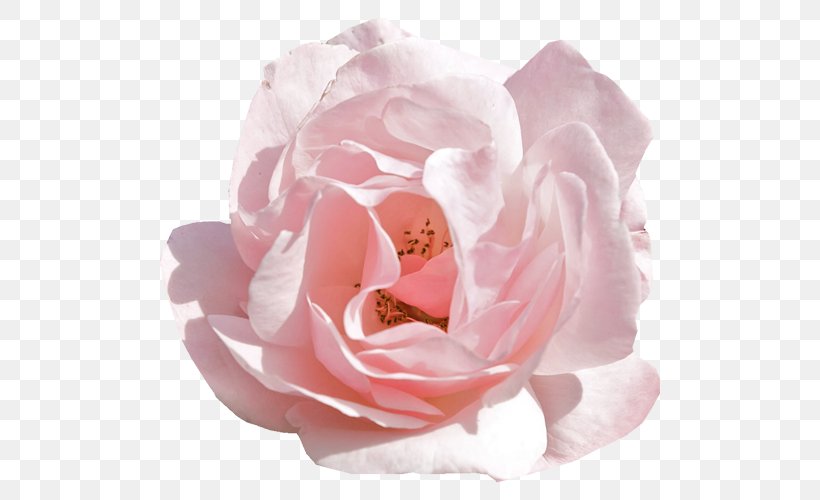 Rose Pink Flowers Desktop Wallpaper, PNG, 500x500px, Rose, Blue, Crown, Cut Flowers, Floribunda Download Free