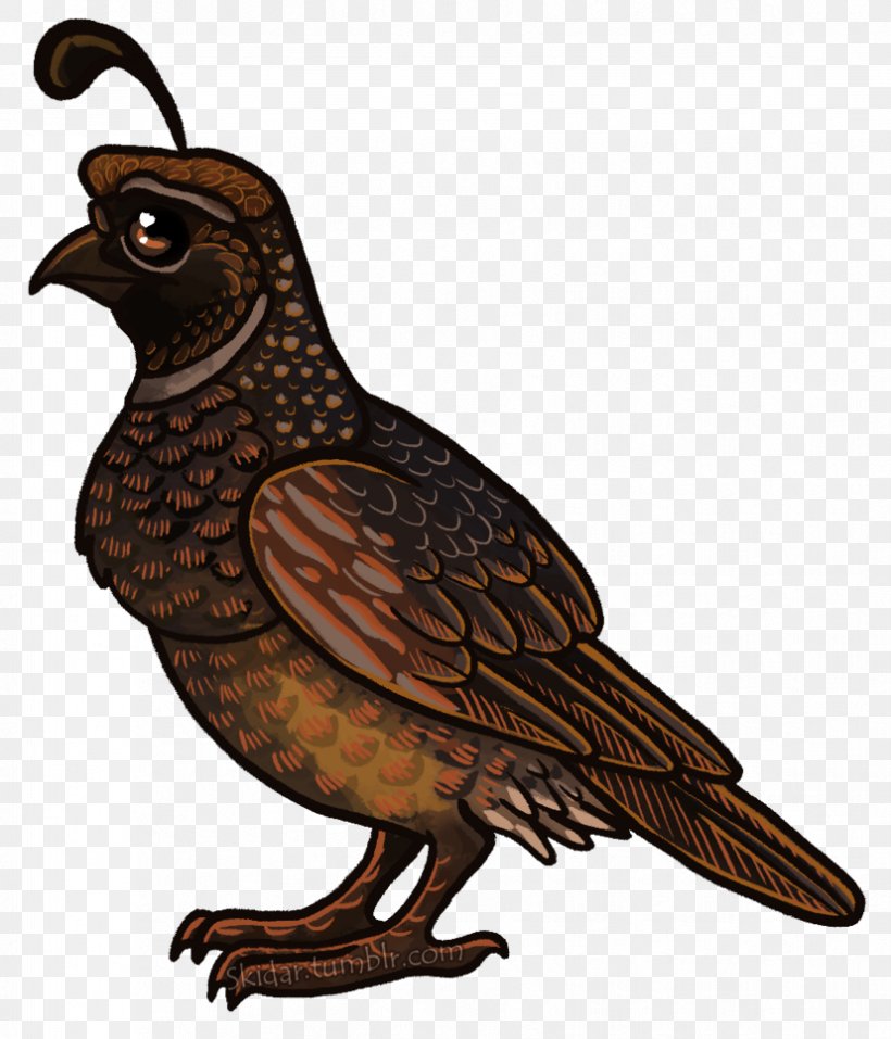 Bird Of Prey Beak Hawk Galliformes, PNG, 827x966px, Bird, Animal, Beak, Bird Of Prey, Falcon Download Free