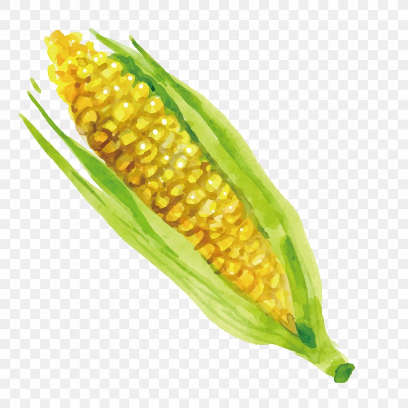 Corn On The Cob Greatest Grains Maize Meal Corn Kernel, PNG, 2917x2917px, Maize, Commodity, Corn Kernel, Corn Kernels, Corn On The Cob Download Free