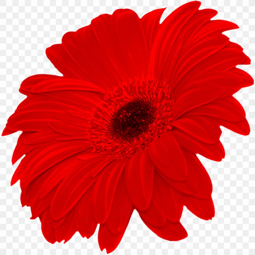 Flower Red Clip Art, PNG, 1200x1200px, Flower, Chrysanths, Common Daisy, Cut Flowers, Daisy Family Download Free