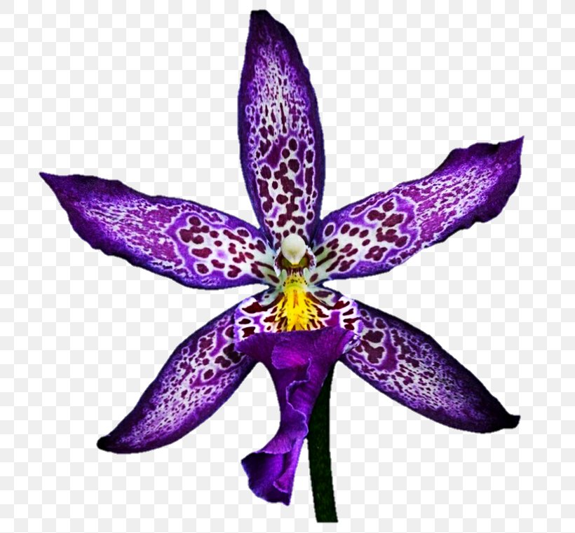 Flower Violet Color Zygopetalum DeviantArt, PNG, 719x761px, Flower, Color, Deviantart, Flora, Flowering Plant Download Free