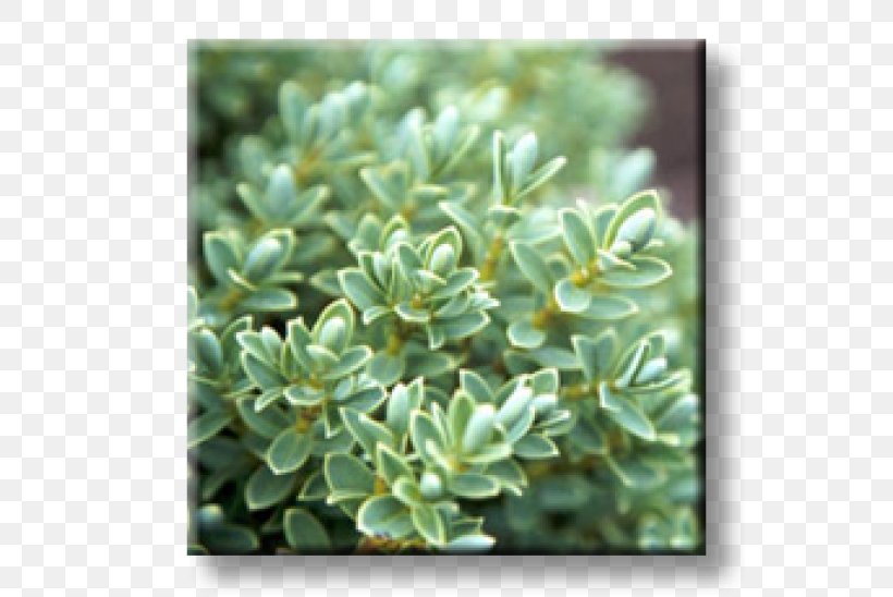 Hebe Pinguifolia Garden Plant Evergreen Geranium Macrorrhizum, PNG, 600x548px, Garden, Color, Crane Sbill, Evergreen, Flower Download Free
