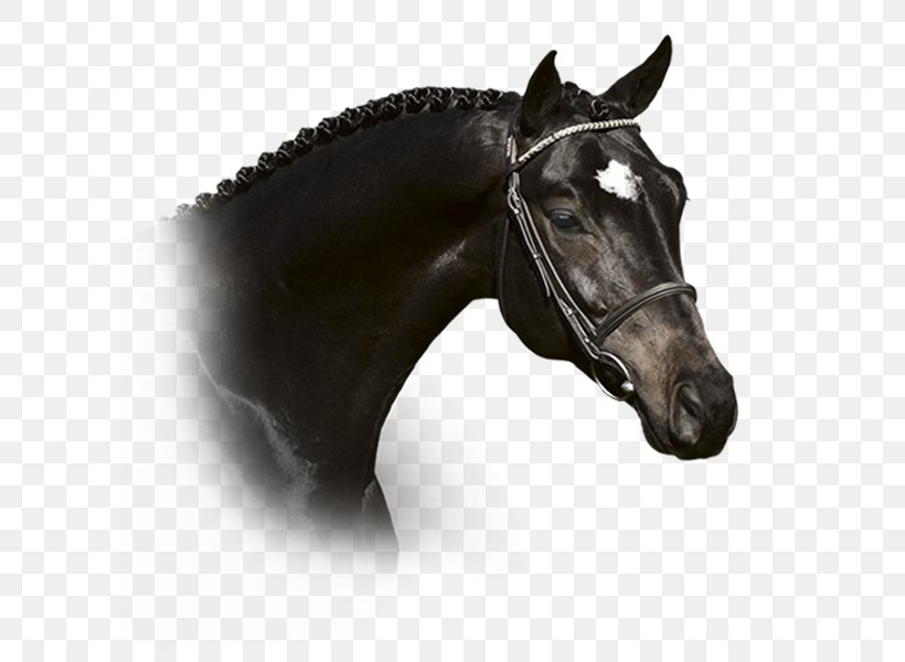 Stallion Trakehner For Life GmbH Mustang Horse Harnesses, PNG, 600x600px, Stallion, Bit, Bridle, Halter, Head Download Free