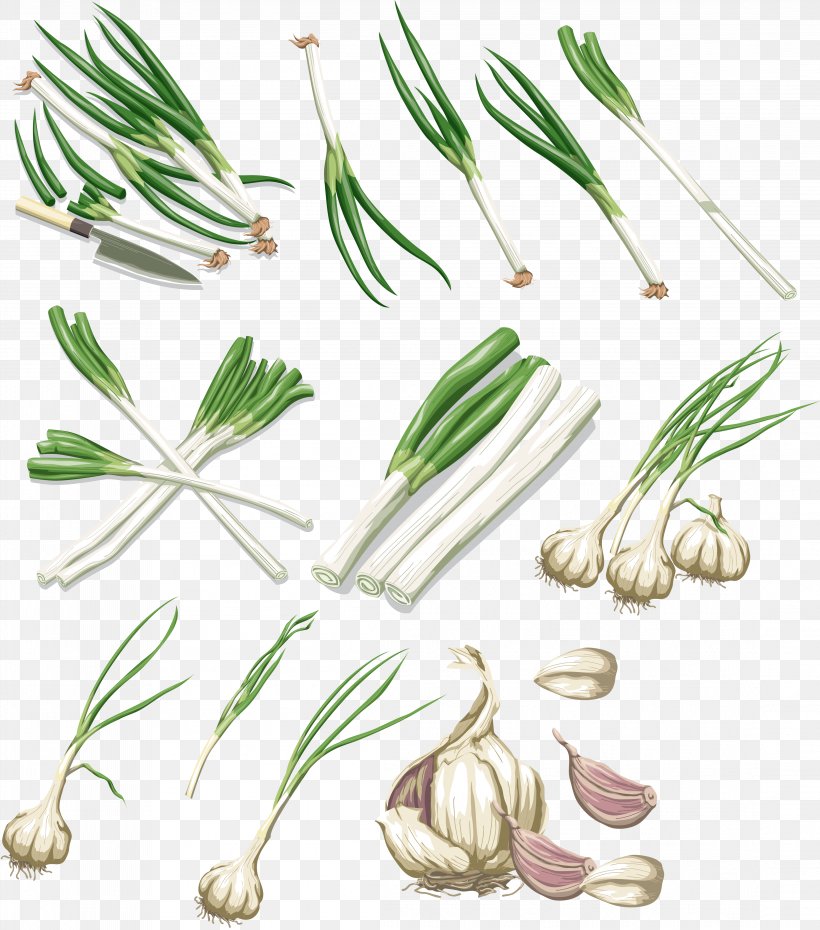 Vegetable Garlic Onion Allium Fistulosum, PNG, 4408x5000px, Vegetable, Alliaceae, Allium Fistulosum, Commodity, Flower Download Free
