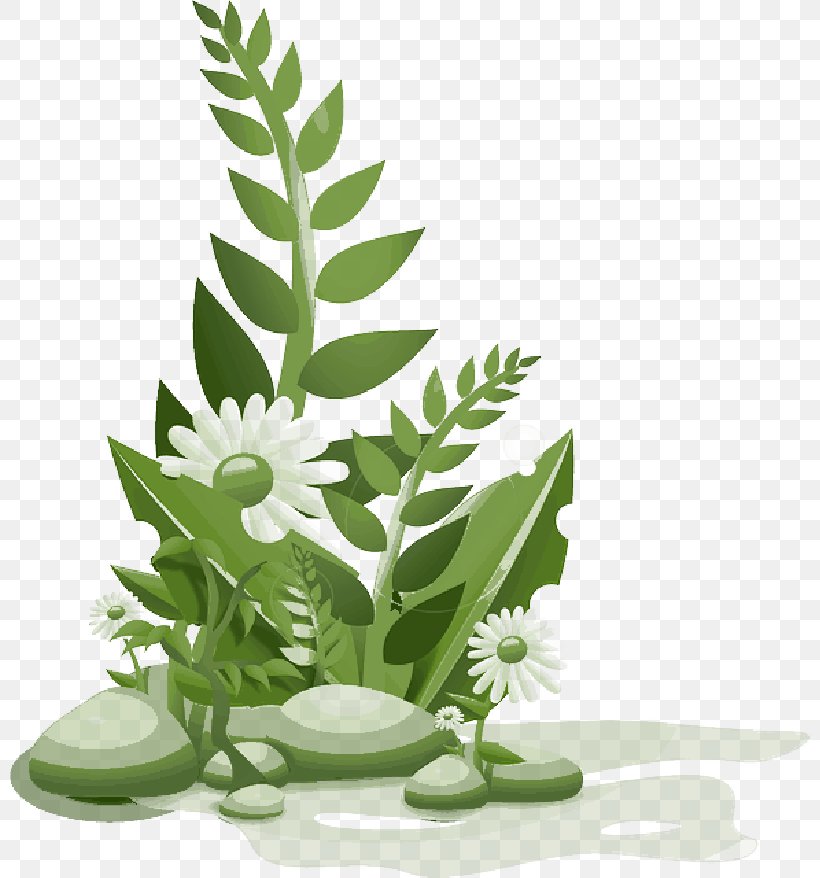 Clip Art Vector Graphics Openclipart Image, PNG, 800x878px, Plants, Aquarium Decor, Botany, Fern, Flower Download Free