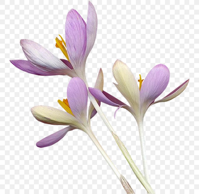 Crocus Flower Purple, PNG, 747x800px, Crocus, Blog, Color, Flower, Flowering Plant Download Free