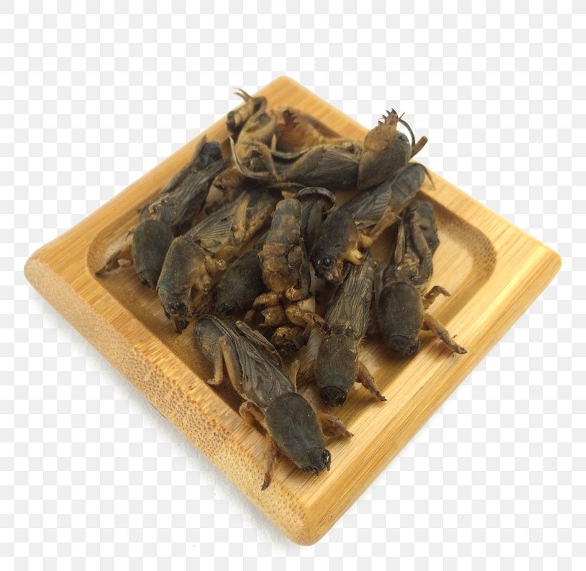 Mole Cricket Chinese Herbology Gryllotalpa Gryllotalpa Traditional Chinese Medicine, PNG, 800x800px, Mole Cricket, Animal Source Foods, Chinese Herbology, Da Hong Pao, Dianhong Download Free