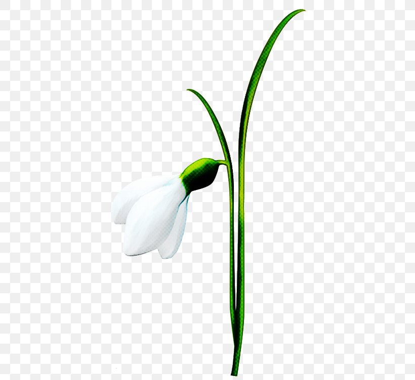 Snowdrop Flower Galanthus Plant Amaryllis Family, PNG, 420x752px, Snowdrop, Amaryllis Family, Flower, Galanthus, Pedicel Download Free