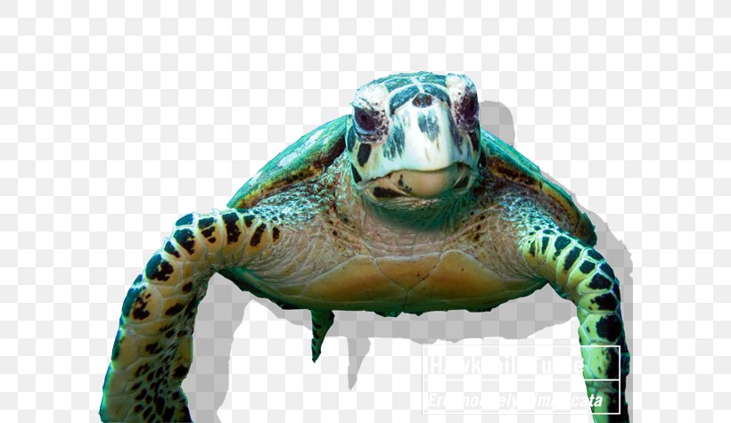 Tortoise Coral Reef Hawksbill Sea Turtle, PNG, 600x475px, Tortoise, Coral, Coral Reef, Coral Reef Fish, Emydidae Download Free