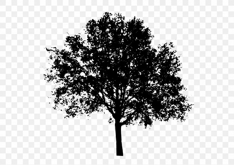 Tree Populus Nigra Clip Art, PNG, 2400x1703px, Tree, Black And White, Branch, Cottonwood, Drawing Download Free