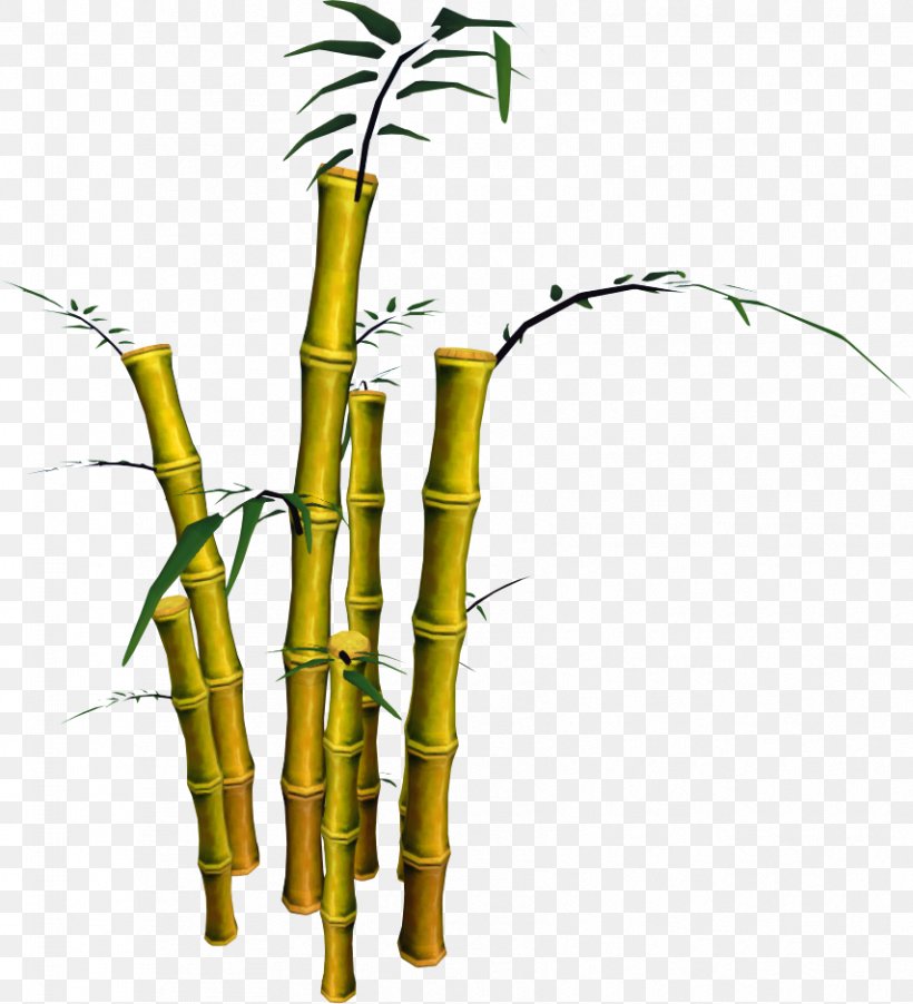 Bamboo Tree Phyllostachys Aurea Plant, PNG, 854x940px, Bamboo, Bamboe, Bamboo Musical Instruments, Bambusa, Bambusa Bambos Download Free
