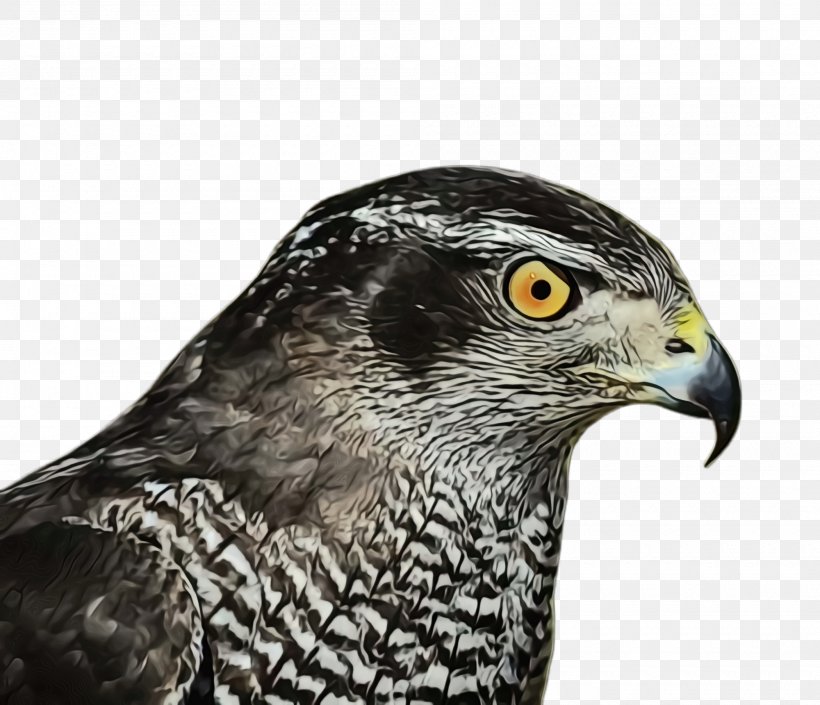 Bird Beak Hawk Peregrine Falcon Bird Of Prey, PNG, 2000x1720px, Watercolor, Accipitridae, Beak, Bird, Bird Of Prey Download Free