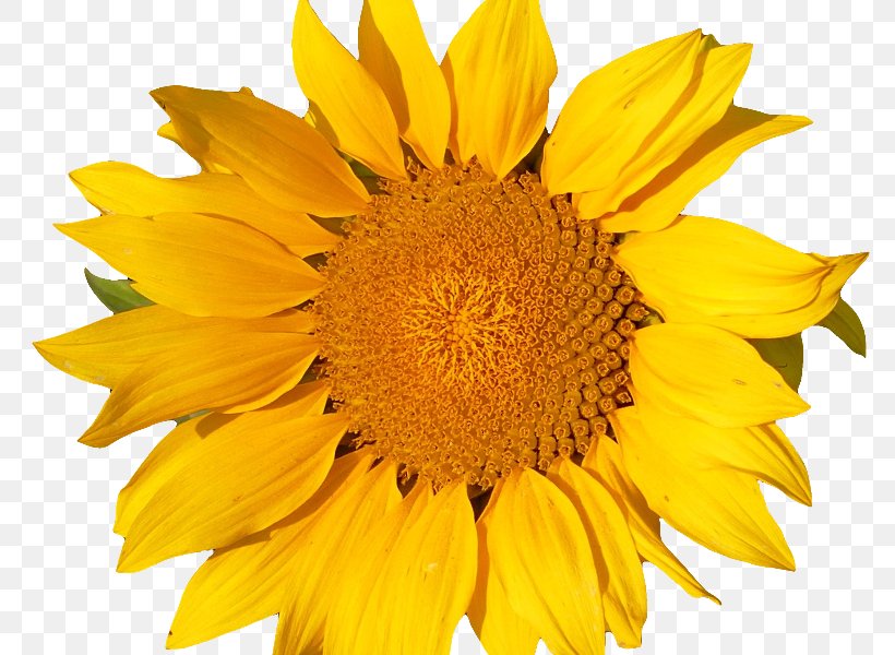 Common Sunflower Yellow Transvaal Daisy Common Daisy, PNG, 800x600px, Common Sunflower, Chart, Color, Common Daisy, Daisy Family Download Free