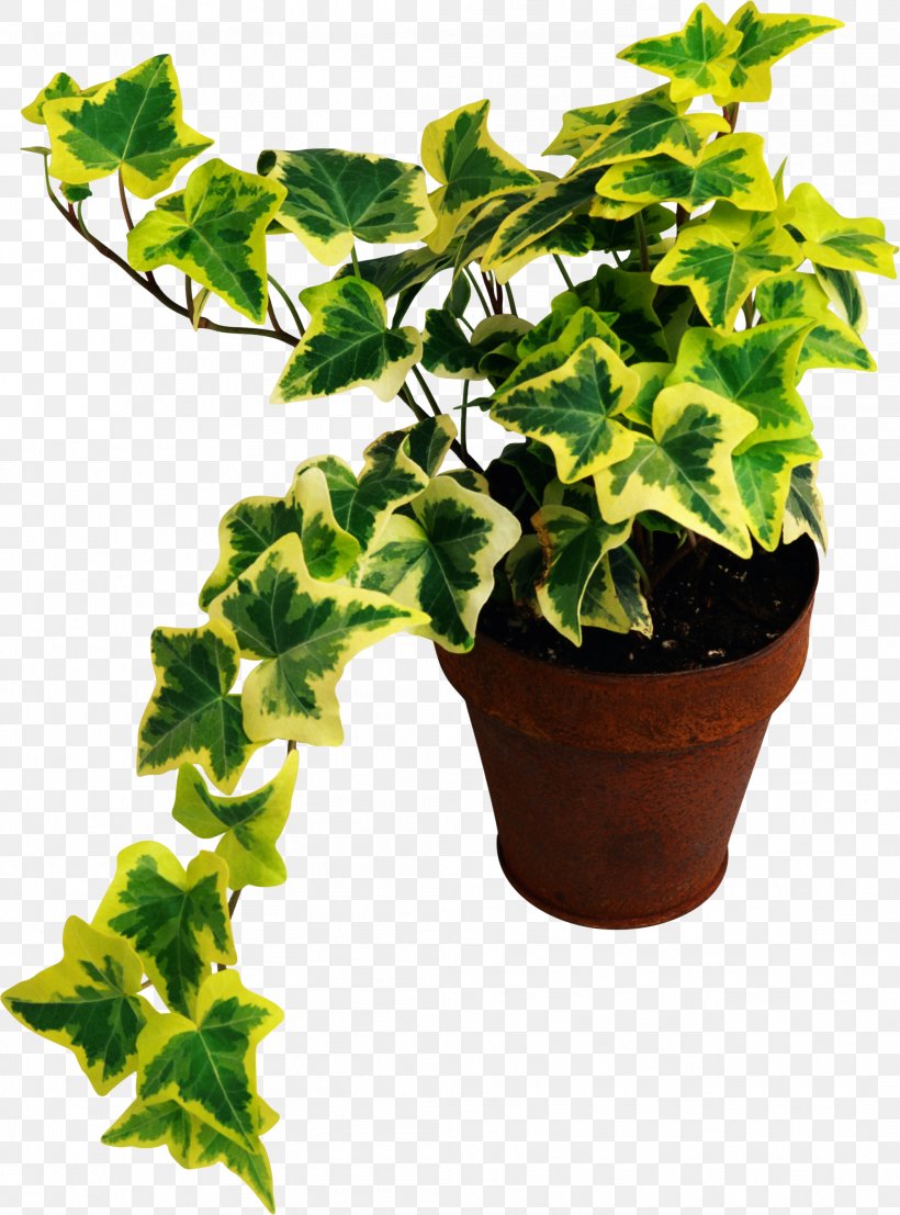 Houseplant Common Fig Ампельные растения, PNG, 2088x2820px, Houseplant, Common Fig, Flowerpot, Green, Herb Download Free