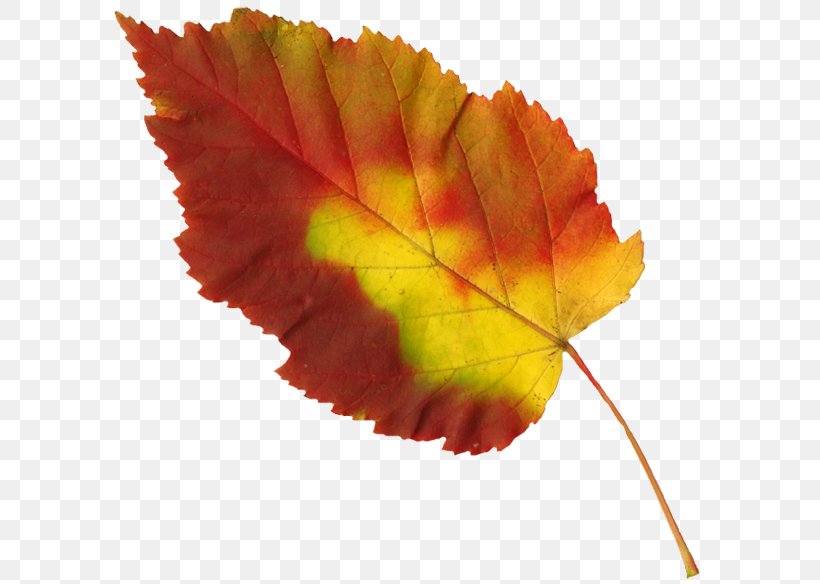 Leaf Clip Art, PNG, 600x584px, Leaf, Autumn, Autumn Leaf Color, Deciduous, Digital Image Download Free