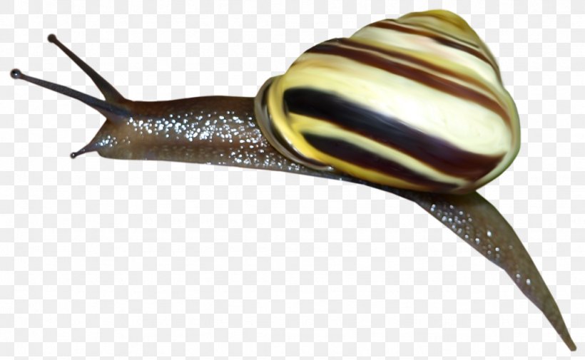 Pond Snails Slug Snail Bob 2 Snail Bob 3: Egypt Journey, PNG, 1024x631px, 2016, Pond Snails, Animaatio, Gastropods, Invertebrate Download Free