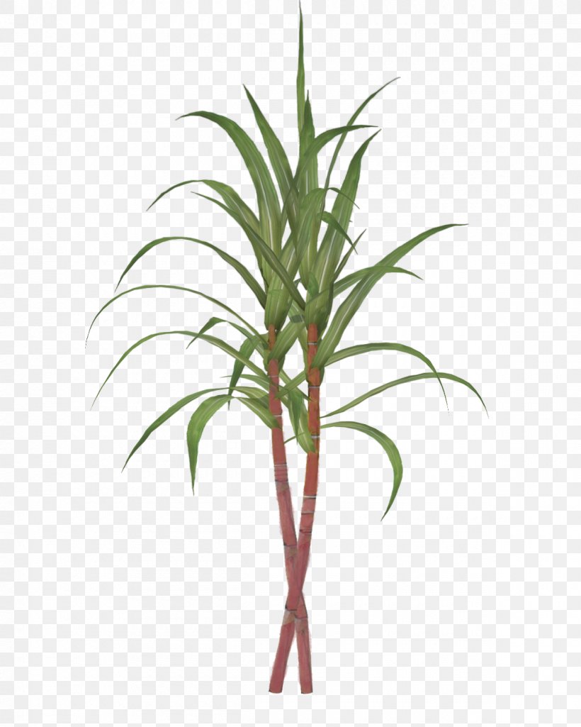 Sugarcane Tillandsia Bulbosa Clip Art, PNG, 1200x1500px, Sugarcane, Arecaceae, Arecales, Evergreen, Flower Download Free